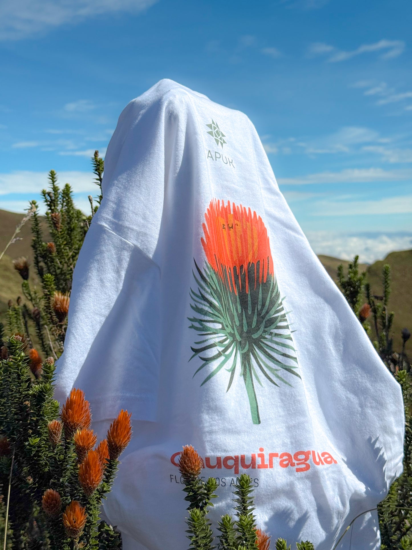 Chuquiragua